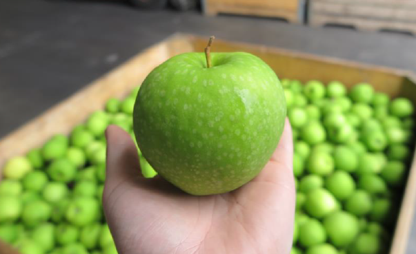 Granny smith apple stay fresh in ACR storage