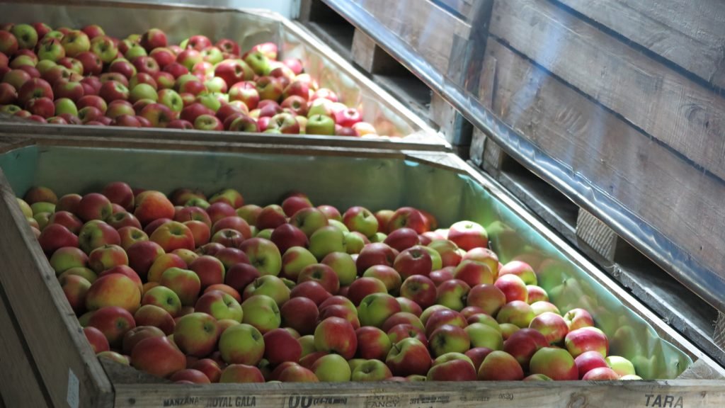 apples stored under in CA condition