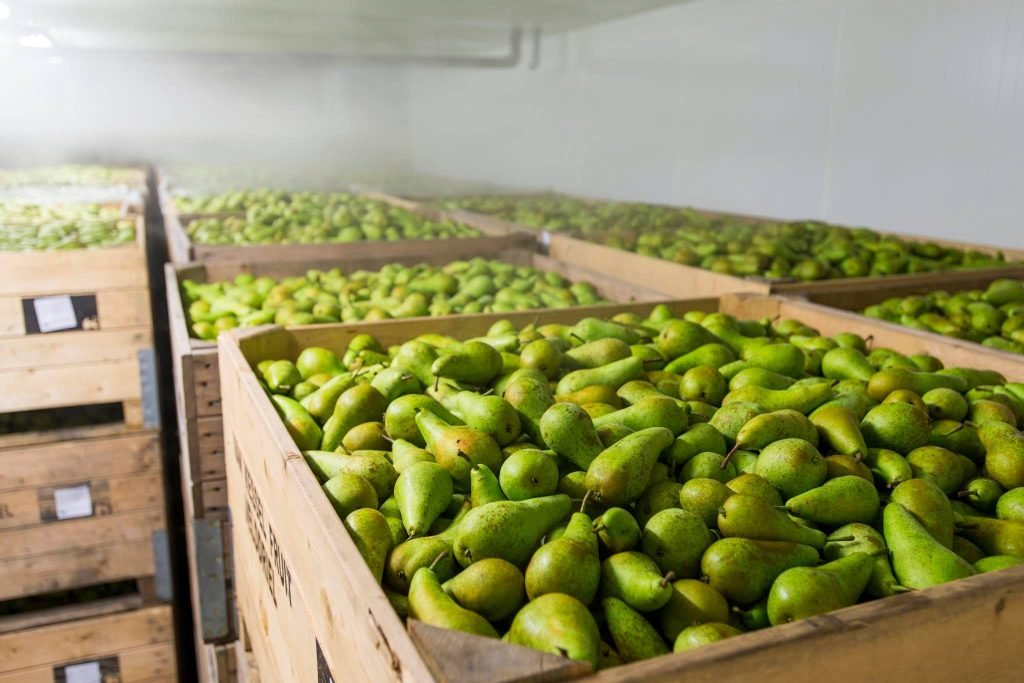 COnference pear in CA stores